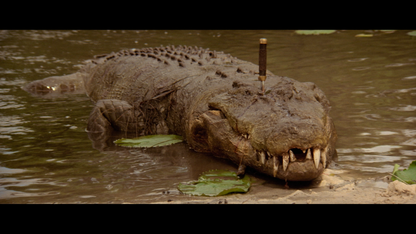 CROCODILE DUNDEE [UHD/BLURAY]